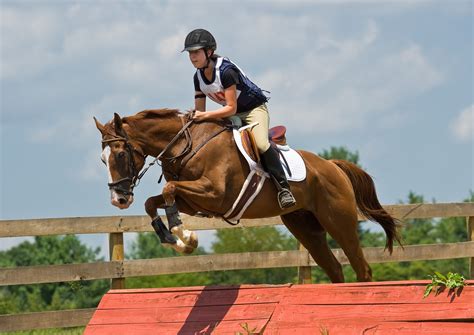 pictures of show jumping coolwallpapers me
