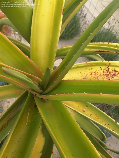 garden pests and diseases what s wrong with my aloe tree 2 by julix13