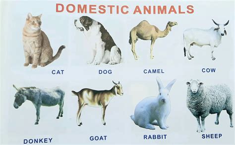 domestic animals indianexpresssin