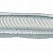 Afbeeldingsresultaten voor Leptocardii. Grootte: 183 x 81. Bron: fishillust.com