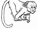 Coloring Monkey Howler Getcolorings Emperor Tamarin sketch template