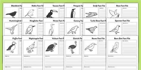 bird fact file worksheets teacher  twinkl
