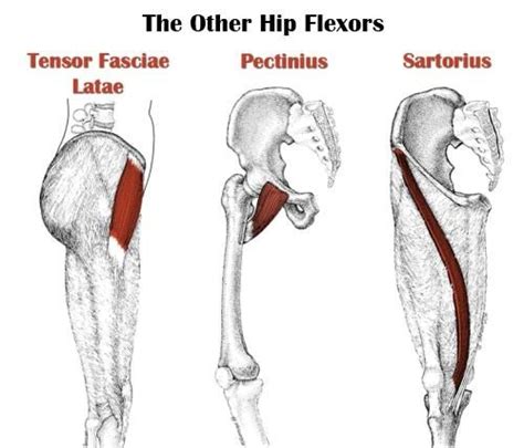 Hip Flexion Synergist Muscle The Hip Flexor