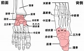 足の骨と関節 に対する画像結果.サイズ: 173 x 106。ソース: kire-kara.com