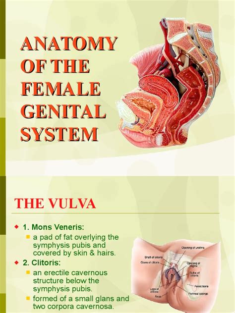 01 anatomy of female genital system uterus vagina