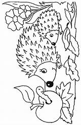 Hedgehogs Bacheca Scegli Colorare sketch template