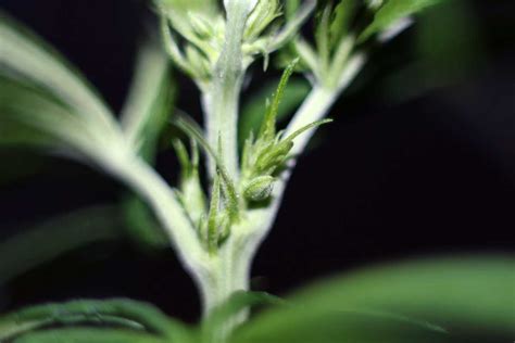 What Do Male Cannabis Plants Look Like Grow Weed Easy