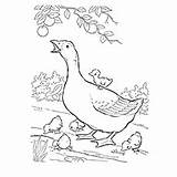 Goose Coloring Pages Mother Getcolorings sketch template