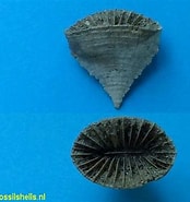 Afbeeldingsresultaten voor Placotrochus. Grootte: 174 x 185. Bron: www.fossilshells.nl