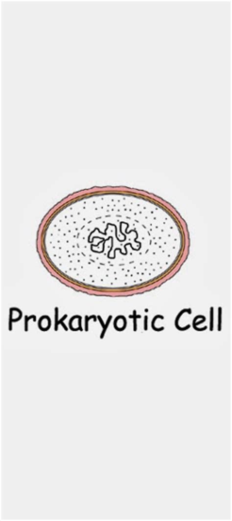 mrs remis science blog 8th grade cells eukaryotic vs prokaryotic cells