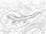 Salamander Coloringbay Bruni sketch template