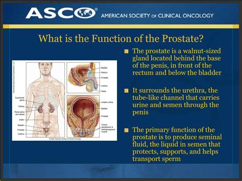ppt plwc slide deck series understanding prostate