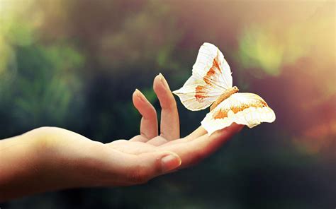 butterfly  hand wallpapers wallpaper cave