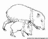 Javelina Javelinas Peccary Mammals Pluspng sketch template