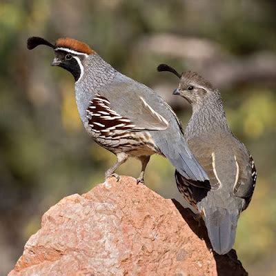 quail  life  animals