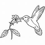 Paradise Coloring Bird Getcolorings sketch template