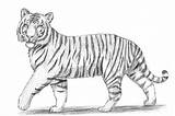 Draw Tiger Drawing Realistic Drawings Animal Easy Pencil Tigers Step Sketches How2drawanimals Sketch Kids Animals Do Shading Stage Choose Board sketch template
