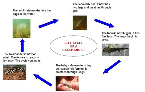 tiger life cycle diagram kallie ammons