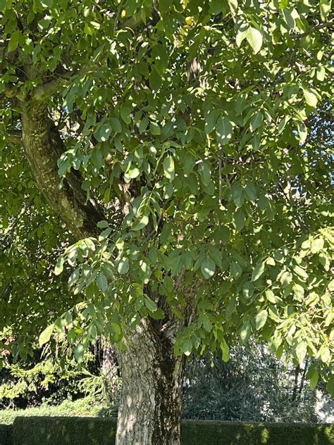 sonstiges baumpflanzgut nussbaum nussholz gebraucht kaufen landwirtcom