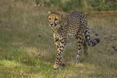 zuidelijke cheeta safaripark beekse bergen hilvarenbee flickr