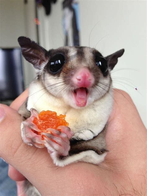 dont        cute featured creature pinterest gliders sugaring