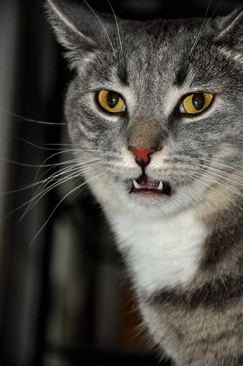 cat  mouth open   smelling    rug flickr