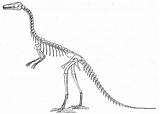 Dinosaur Skeleton Kids Clipart Bones Dinosaurs Compsognathus Printable Sketch Fossils Skeletons Coloring Source Template Printables Drawings Color 3d Cliparts Suggest sketch template