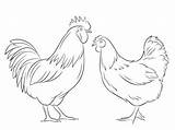 Hen Rooster Supercoloring Coloring sketch template