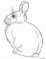 Realiste Lapin Coloriage sketch template