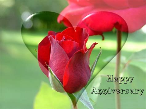 red rose  happy marriage anniversary wishes cards festival chaska