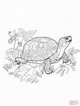 Box Turtle Coloring Turtles Pages Land Printable Ninja Animal Eastern Nature Ornate Choose Board Roxanne Wells sketch template