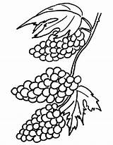 Grapes Raisins Bestcoloringpagesforkids Grape Clusters Colorluna sketch template