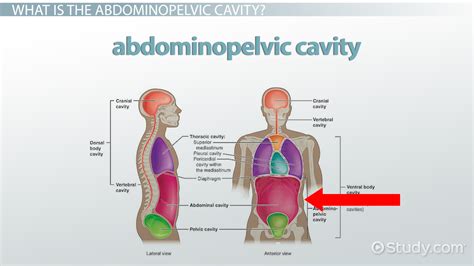 abdominopelvic cavity definition regions organs lesson studycom