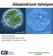 Afbeeldingsresultaten voor "alexandrium Tamiyavanichi". Grootte: 175 x 185. Bron: www.cibnor.gob.mx