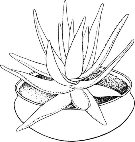 potted plants coloring pages