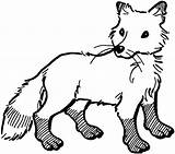 Fox Coloring Pages Drawings sketch template