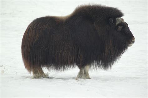 wild wild arctic musk ox adaptations  battle  frost