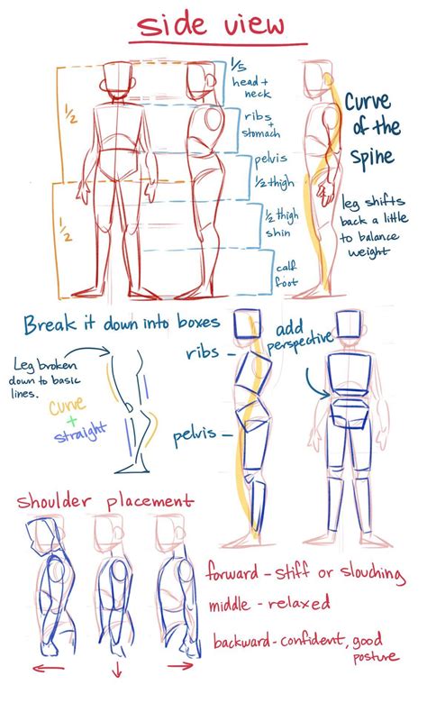 draw anatomy
