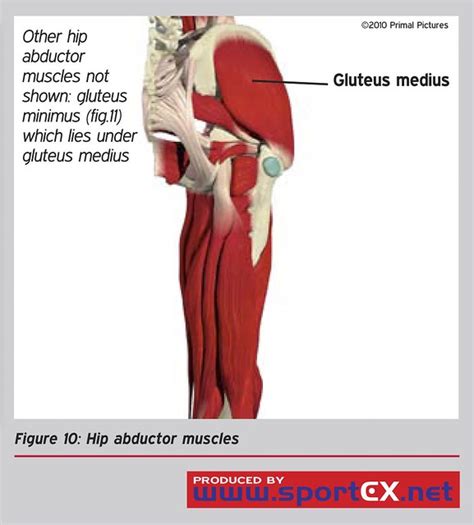 Hip Abductor Muscles Flickr Photo Sharing