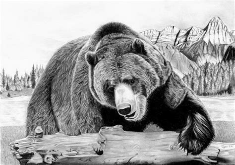 bear drawings showcase hative bear drawing grizzly bear