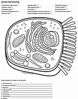 Cell Animal Coloring Key Answer Worksheet Color Biologycorner Cells Membrane Diagram Worksheets Quizlet Typical Biology Corner Plant Answers Pages Prokaryotic sketch template