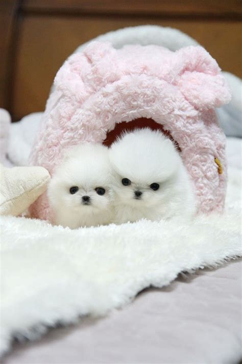 teacup pom puppies cute baby animals teacup puppies puppies