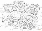 Octopus Coloring Pages Animal Spotted Atlantic Adult Adults Ringed Blue Colouring Detailed Printable Hard Realistic Sea Zentangle Supercoloring Books Drawings sketch template