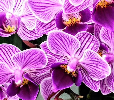 populer  wallpaper bunga anggrek ungu gambar bunga indah