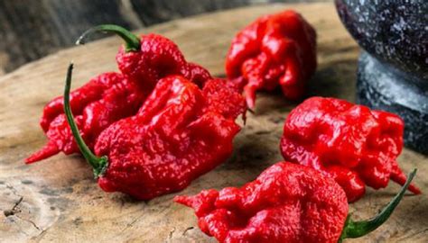 the 13 hottest peppers in the world [2020 update]