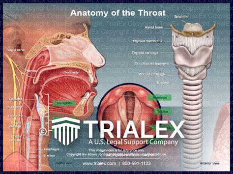 anatomy   throat trialexhibits