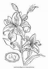 Coloring Lily Pages Flower Colouring Lilies Realistic Flowers Color Stargazer Orchid Drawing Pencil Printable Drawings Name Print Sheets Book Google sketch template