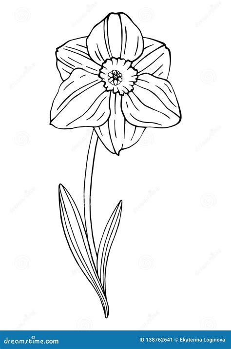 black  white narcissus stock vector illustration  daffodil