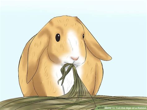 how to tell the age of a rabbit 10 steps with pictures