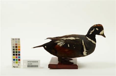 Harlequin Duck Histrionicus Histrionicus Av1475 Otago